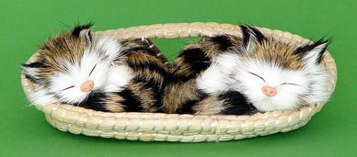 Zwei Kätzchen schlafend im Korb
